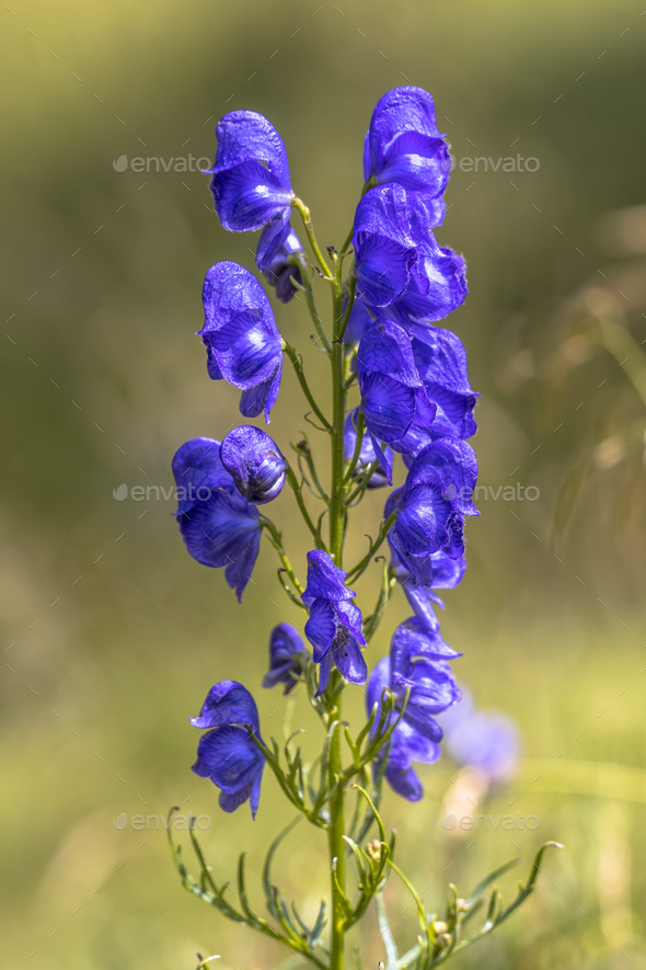 Monkshood Flowers Stock Photo By CreativeNature Nl PhotoDune   Monkshood Flowers  09A2968 